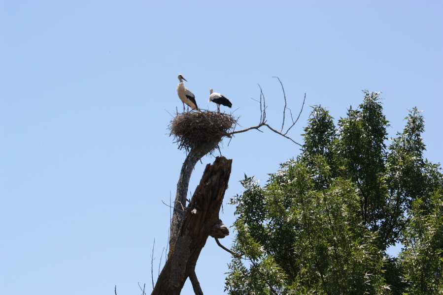 ***************** Hei feelt eng Foto **************